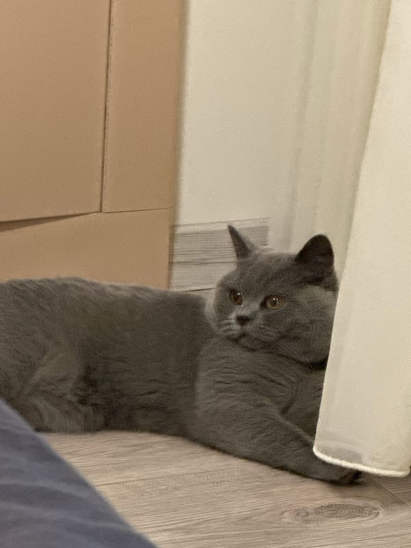 British Shorthair lounges and plays on apartment floor in Ruse