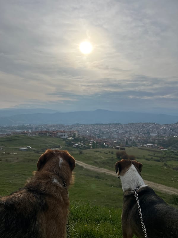 Two dogs observe Sandanski skyline from hillside vantage point