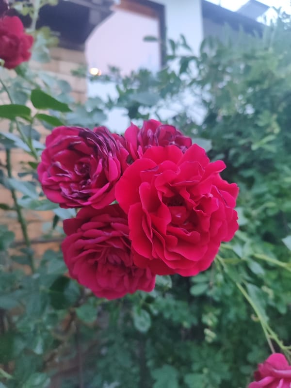 Summer evening stroll through Dinkelscherben, roses and streets