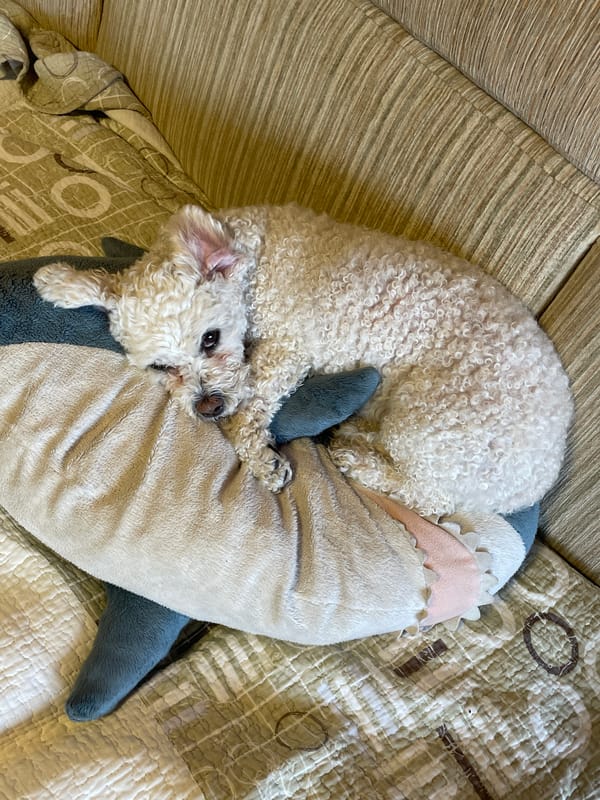 Fingerboard tricks performed on stone blocks in Yekaterinburg