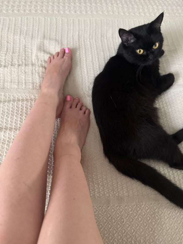 Lazy afternoon at home with cats in Bat Yam