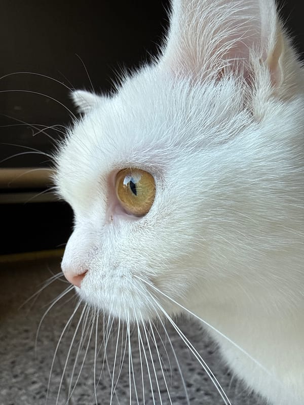 White cat, many angles, one very photogenic subject