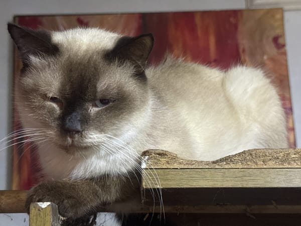 Davao City resident documents cats during morning rain shower