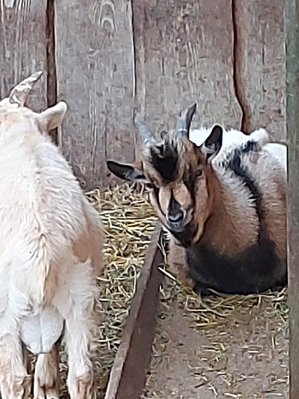 Goats in a pen, bubbles on the grass, toy truck nearby.