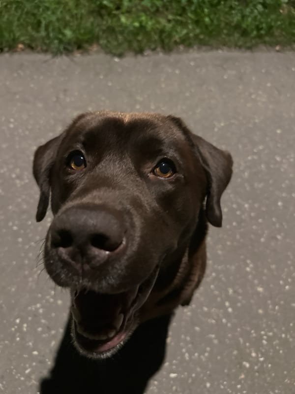 Chocolate Lab's evening walk, bench rest, and bath time