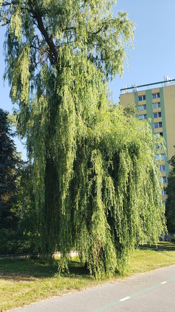 Summer morning in a Prešov park — flowers, cyclists, and green paths