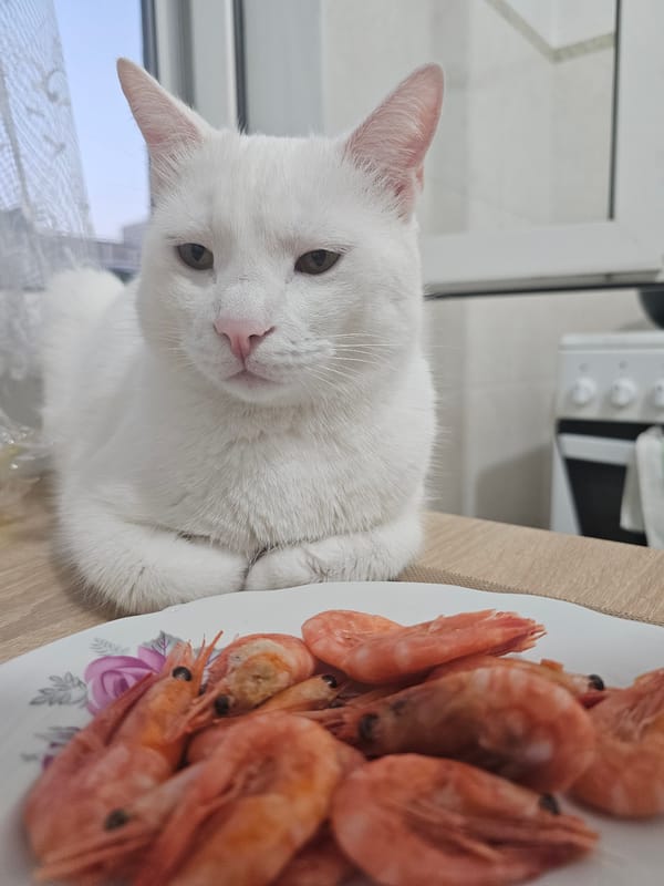 White cat eyes a plate of shrimp, paw extended