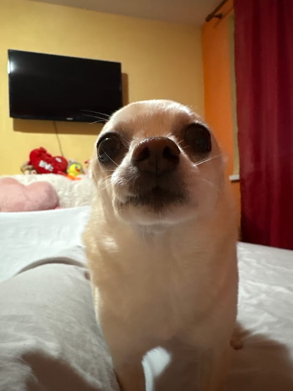 Chihuahua documented resting on bed in Vratsa, Bulgaria
