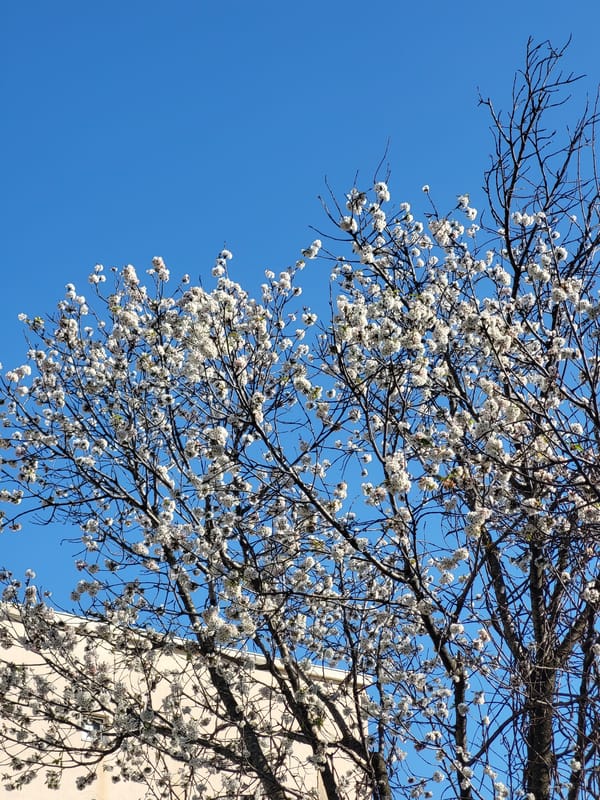 Spring blooms captured against blue sky in Budva