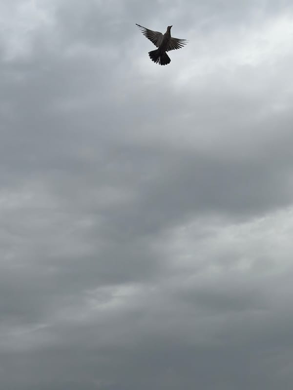 Bird spotted flying through gray skies in Igboefon, Nigeria