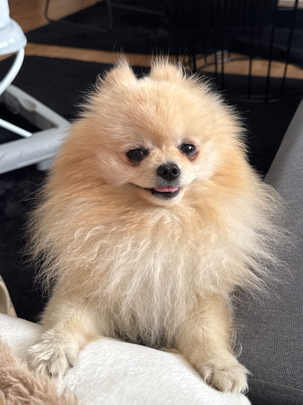Pomeranian dog plays with sandal in German home