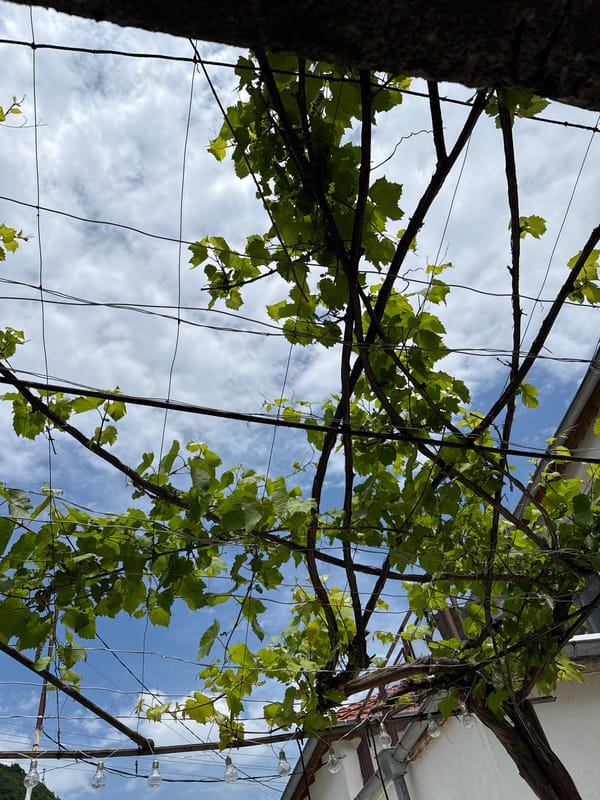 Grape vine terrace with decorative lighting captured in Shumen