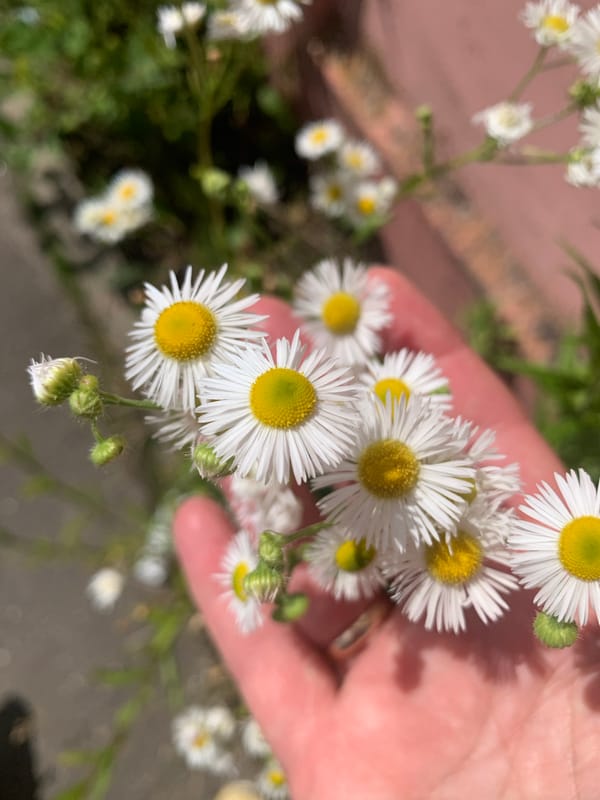 Everyday scenes and flowers from Kapyĺ, Belarus
