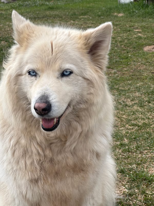 Blue-eyed dog spotted resting on grass in Russian town