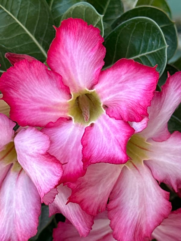 Tropical plants documented in Acapulco gardens