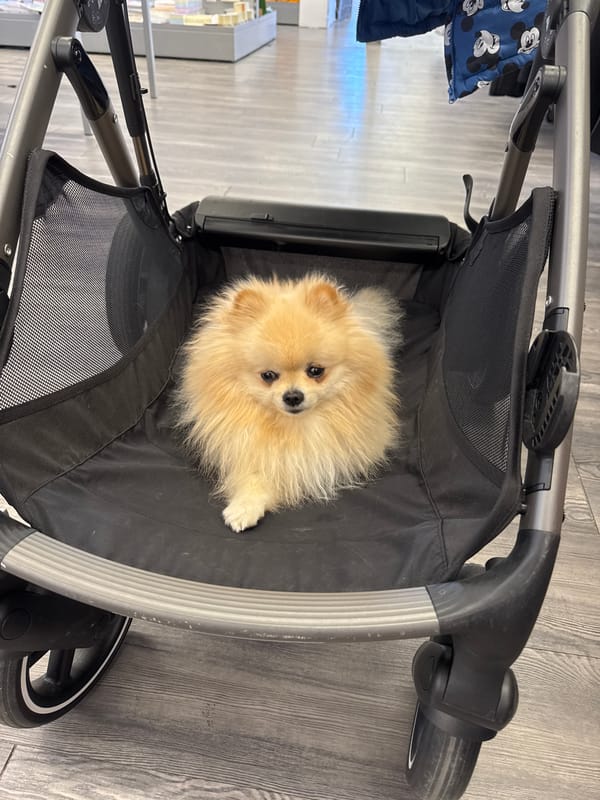 Pomeranian spotted resting in pet stroller in Markgröningen