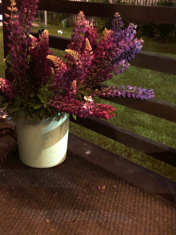 Evening Garden Walk Documented Through 21 Detailed Observations