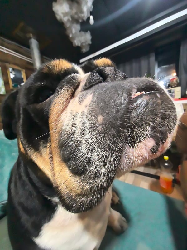 Bulldog photographed at home in Noviy, Russia