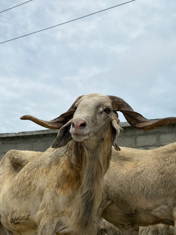 Rural livestock scenes documented in Igboefon, Nigeria