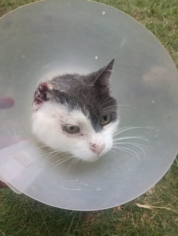 Pets recovering in Nairobi: coned cat and caged dog