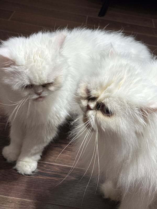 Evening Persian Cat Photo Session Documented in Burgas