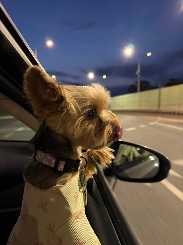 Yorkie leans out car window, fully dressed for the occasion