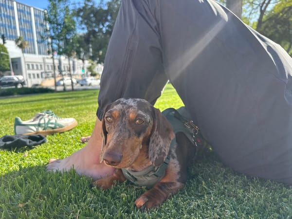 Dachshund photographed on grass in Beverly Hills late evening