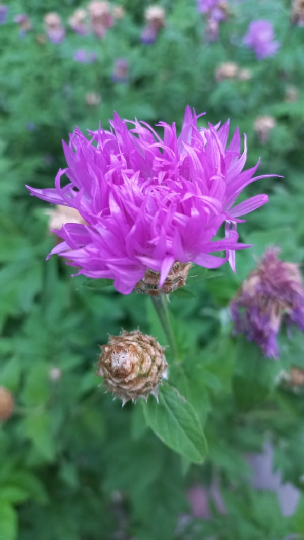 Slow afternoon walk: nature details, village rooftops, pets