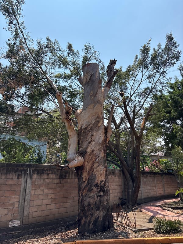 Cat seeks shade under vintage Beetle in Cuernavaca