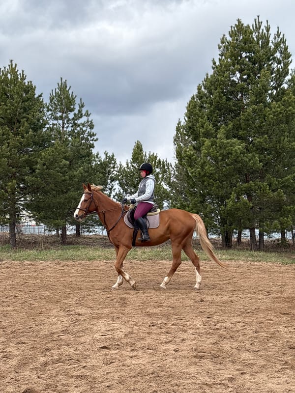 Equestrian training session documented in rural Russia