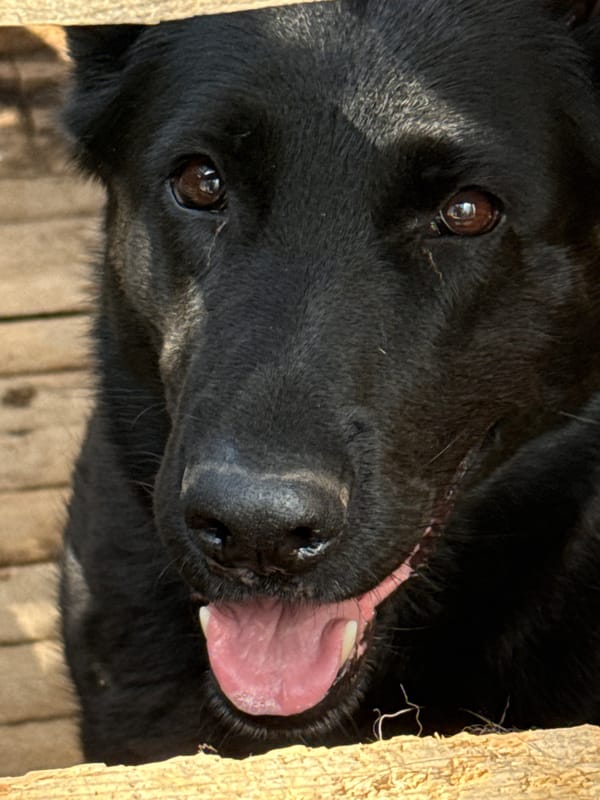 Black German Shepherd relaxing around a deck and garden