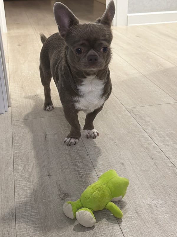 Family moments with toddler, small dog captured in Votkinsk home