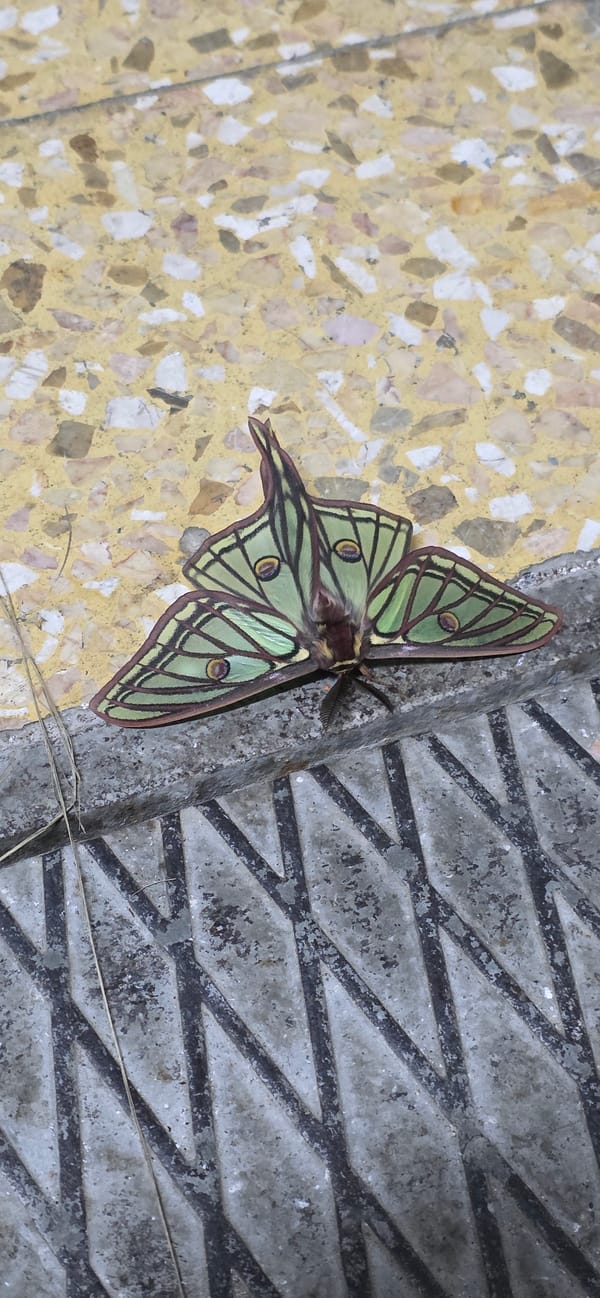 Luna moth spotted resting on concrete surface in Seira, Spain