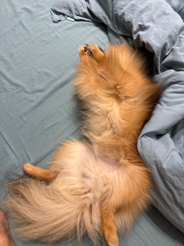 Pomeranian dog rests on bed in Khimki, Russia