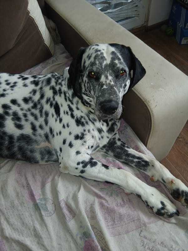 Dalmatian fully relaxed, paws in the air