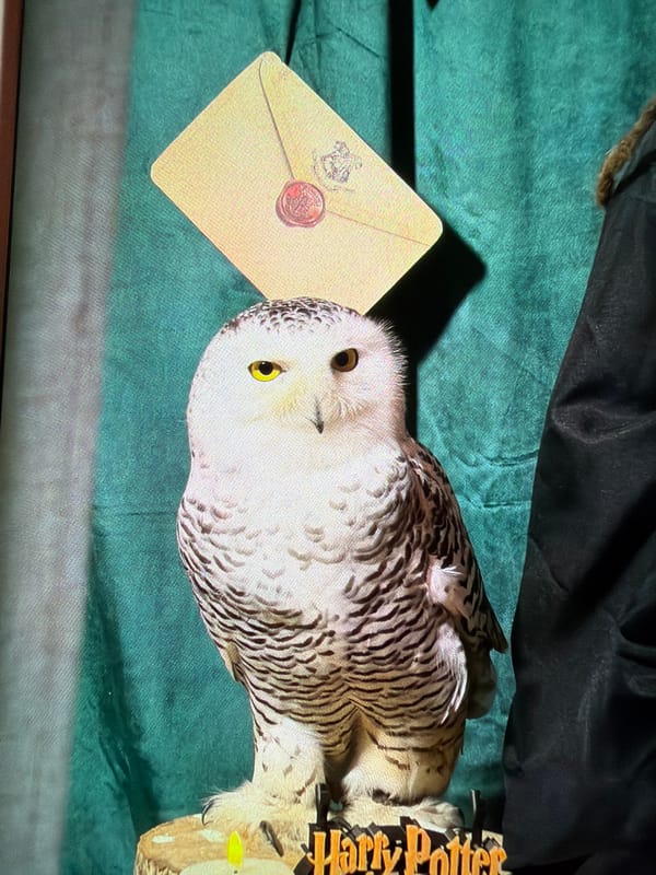 Sofia resident documents afternoon moments with pets, food, Harry Potter
