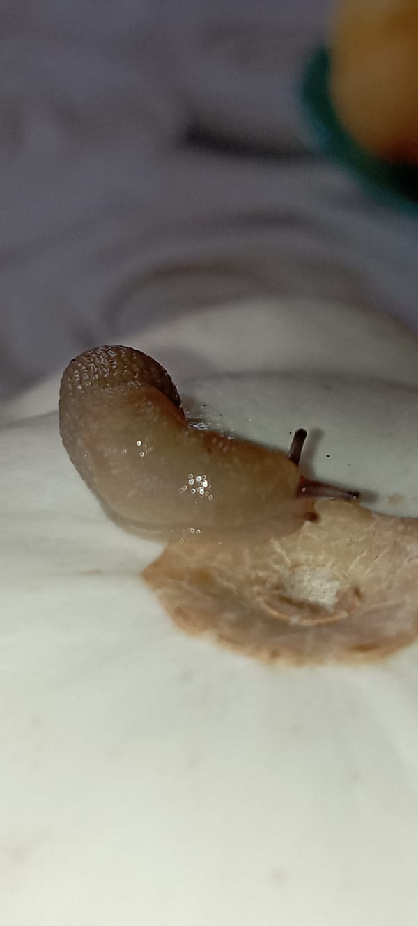 Macro shots track a slug crossing pale garden surfaces