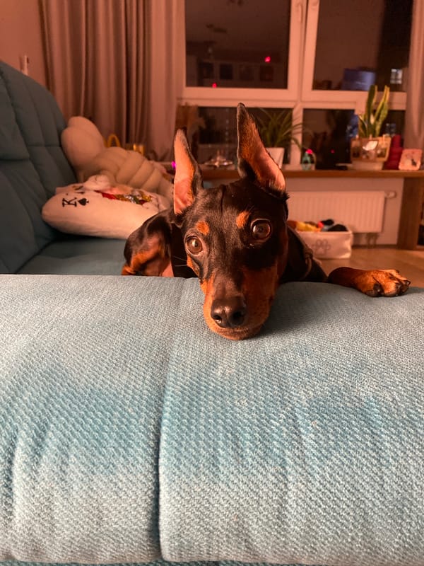Moscow apartment evening with a Miniature Pinscher and city views