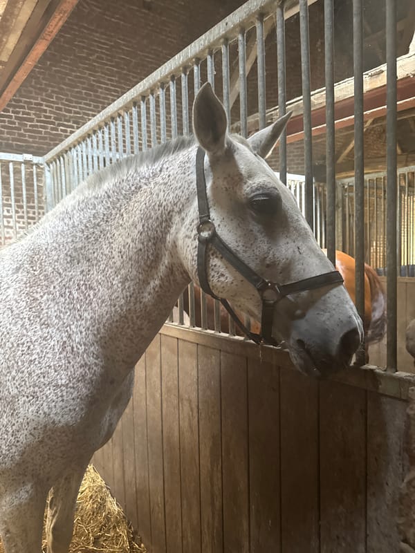 Horses in their stalls at a Belgian stable