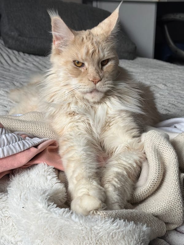 Maine Coon cat photographed indoors in Kazan, Russia