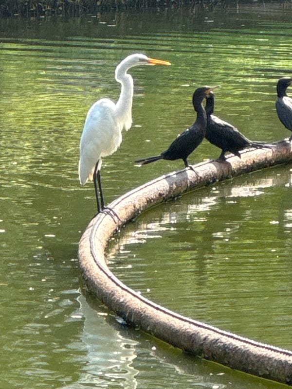 Afternoon at Niterói's Parque da Cidade, birds and pond life
