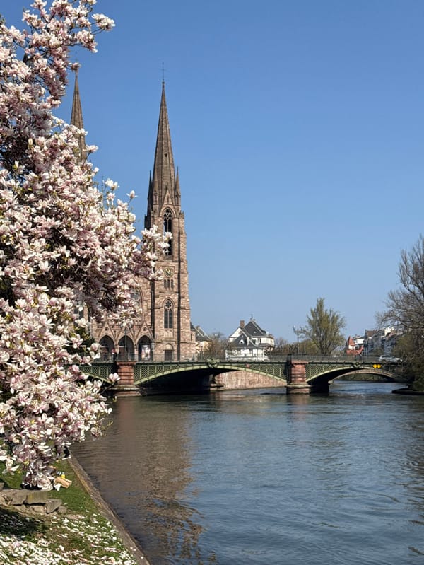 Spring magnolia blooms captivate witnesses across Strasbourg parks and riverbanks