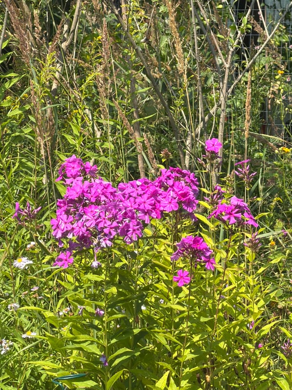 Midsummer garden in full bloom, Petukhi, Russia