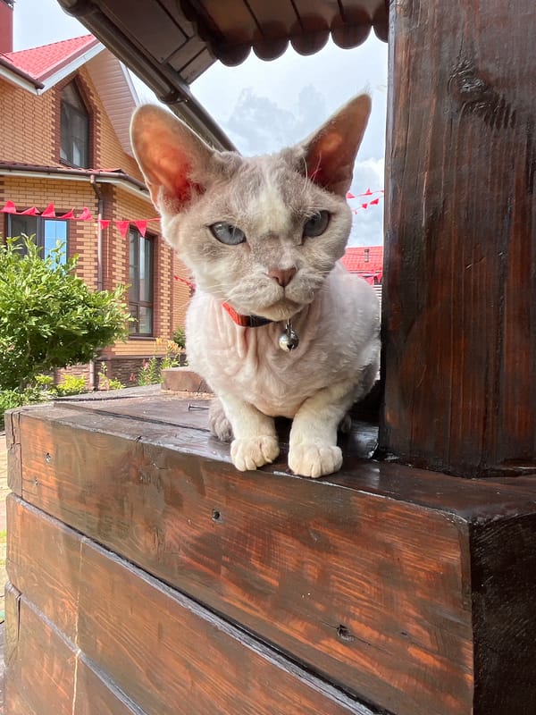 Devon Rex cat relaxing on a wooden deck in a Russian backyard