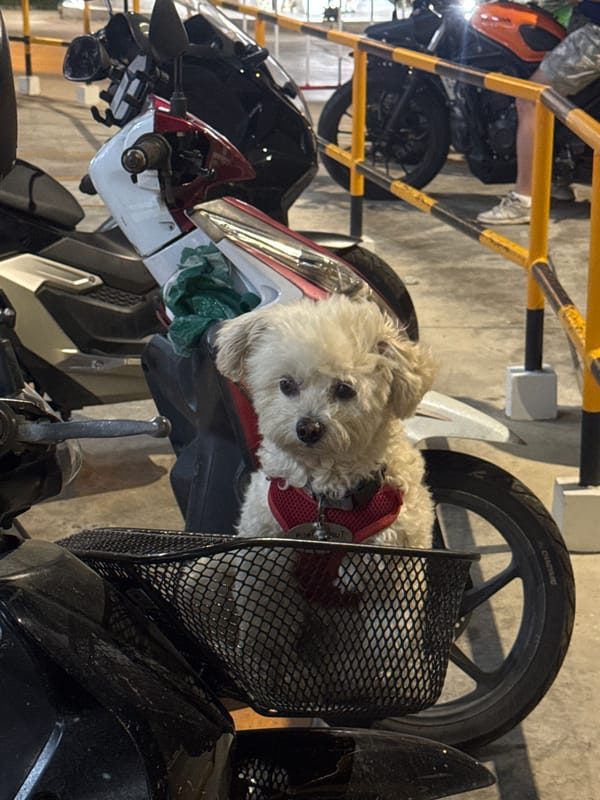 Small dog rides in motorcycle basket in Thailand parking garage