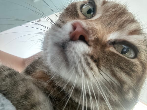 Lazy morning with a tabby cat in Shumen