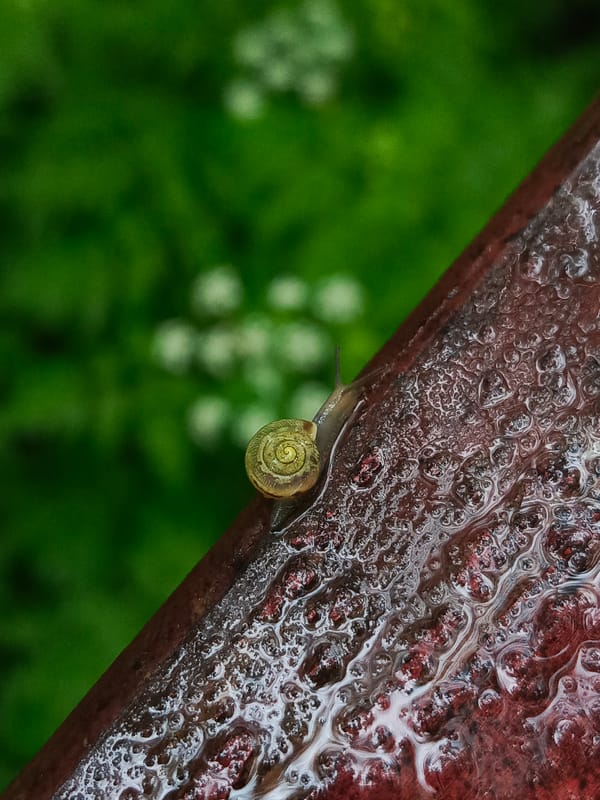 Early morning nature photography captures snails, wildflowers in Chaikovsky