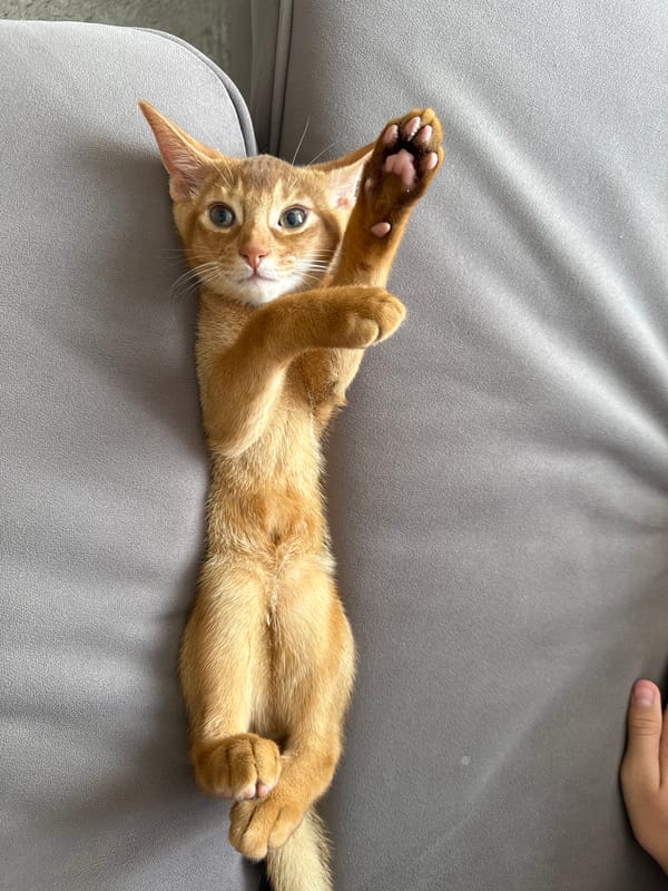 Orange kitten plays with family in Stary Oskol home