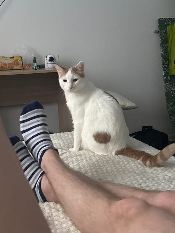White and brown cat spotted on bed in Russia