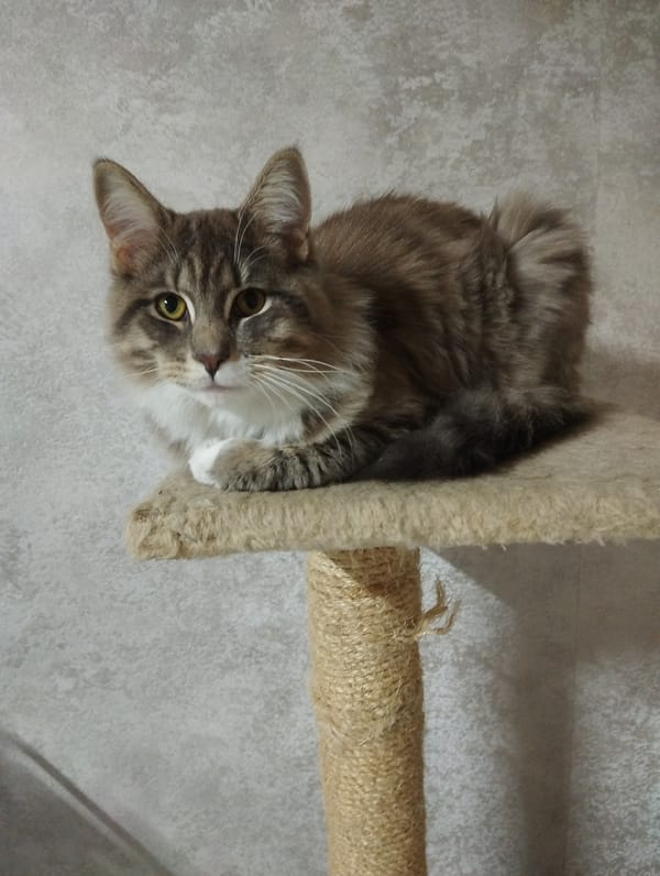 Tabby cat observed on scratching post in Grishanki, Russia